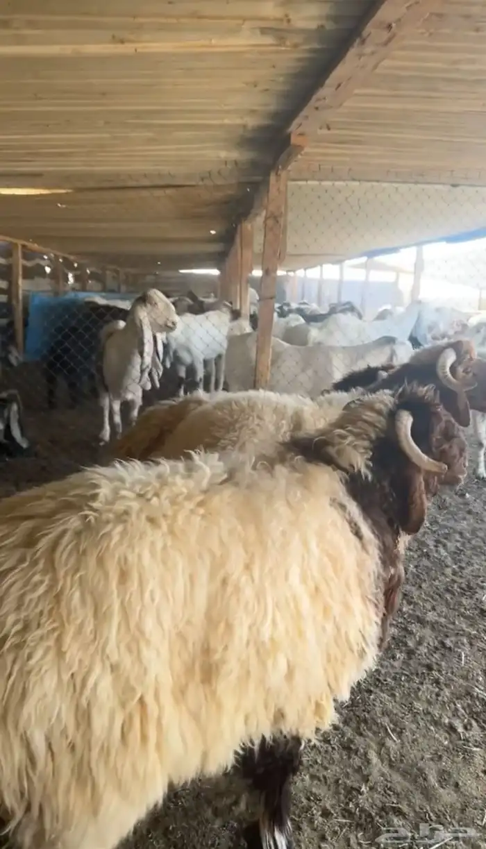 بهم نعيم خرفان جبرة وضهورها فل 3