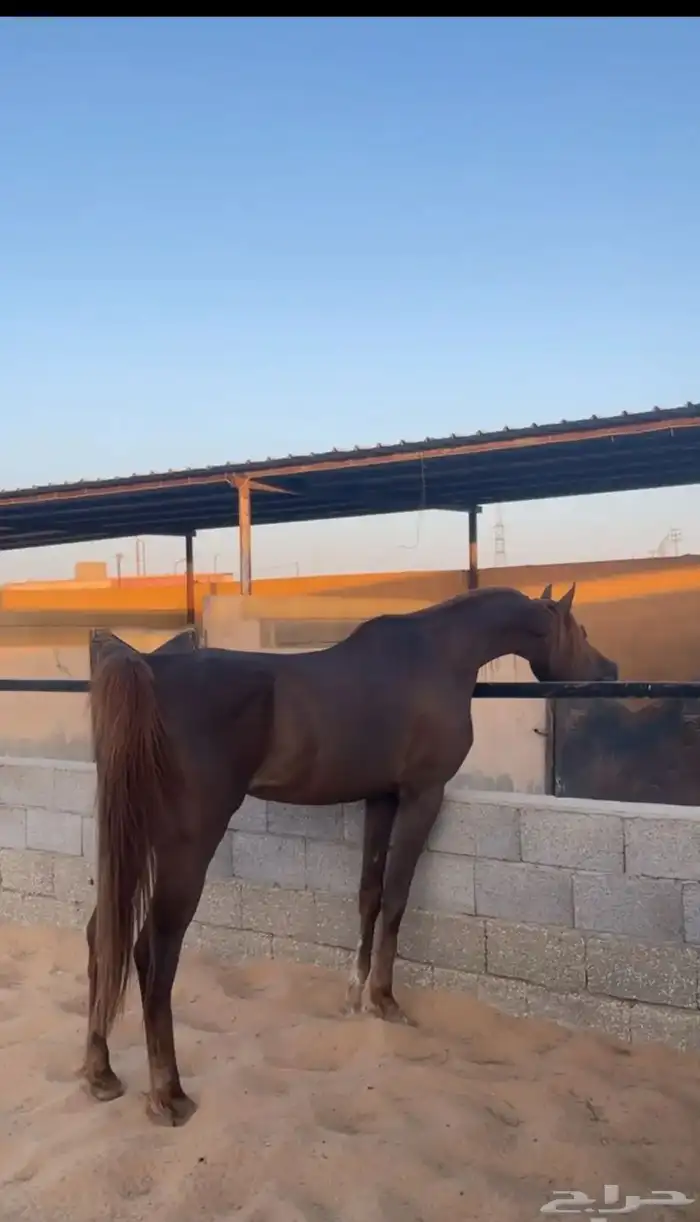 حصان اشقر شيخ 0