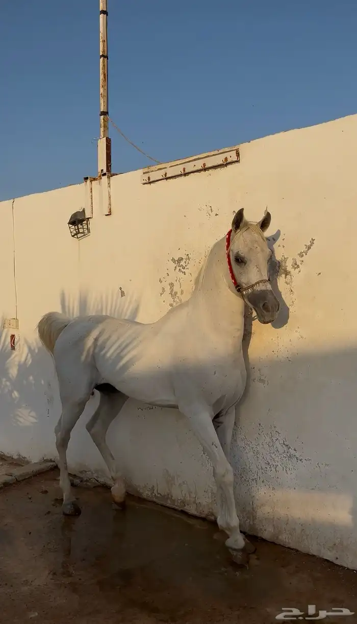 حصان واهو 0