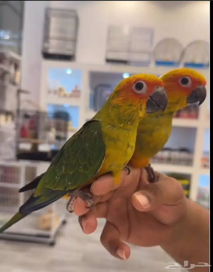 قريبا  توفر فروخ كوكاتو قالا و فرخ كاسكو و فروخ صن كنيور 1