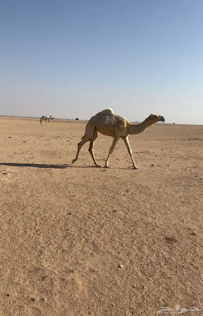 وضحا كفو حواره 3