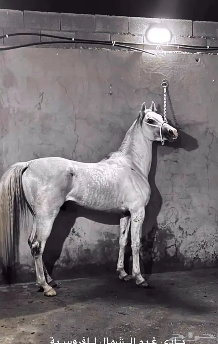 حصان مكس حار 0