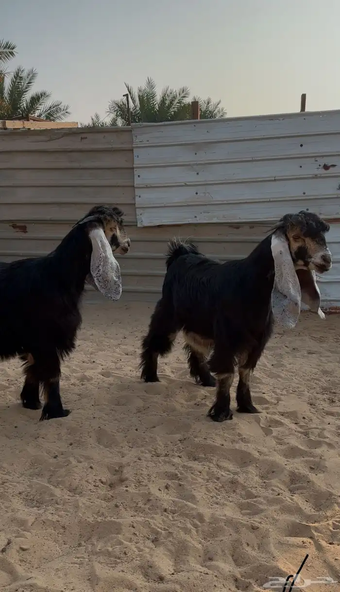 معزا عوارض عطر خصم 1