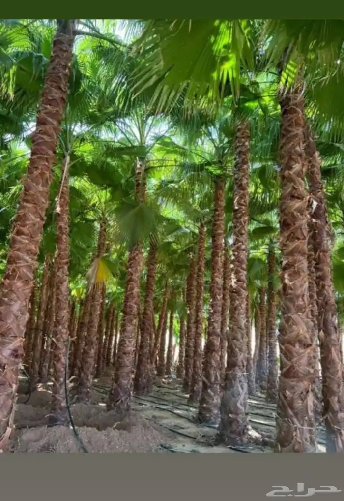 مشاتل الدمام تنسيق حدائق للاشجار السمكات 7