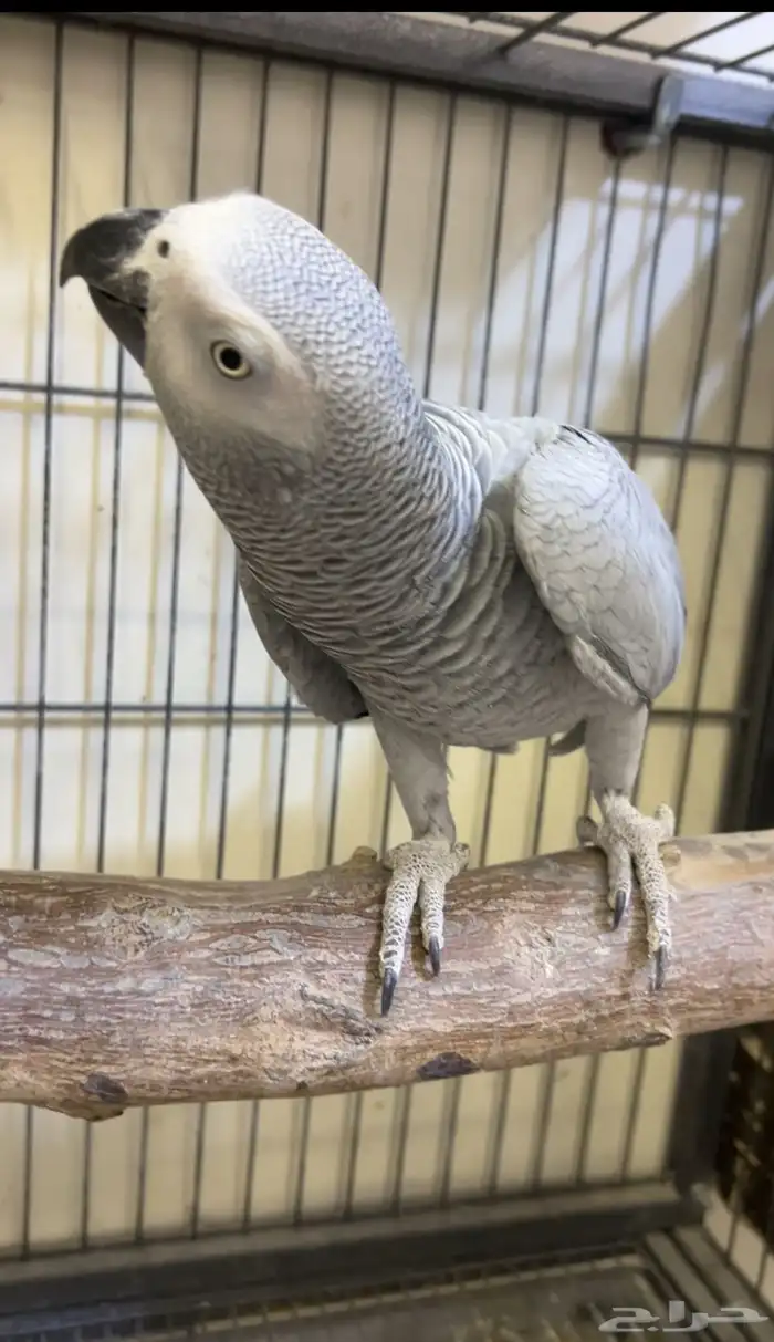 للبيع انثى كاسكو جاهزه 5