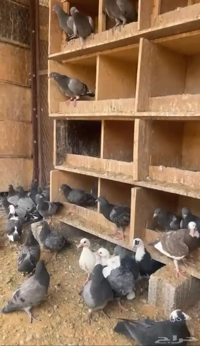 للبيع فروخ زاجل 1