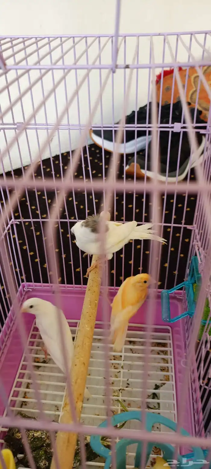 طبات كناري العدد ثلاثه واحد منها مطر بش 0