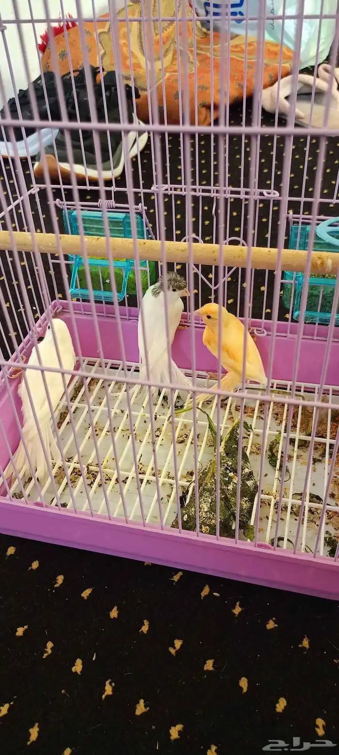 طبات كناري العدد ثلاثه واحد منها مطر بش 4