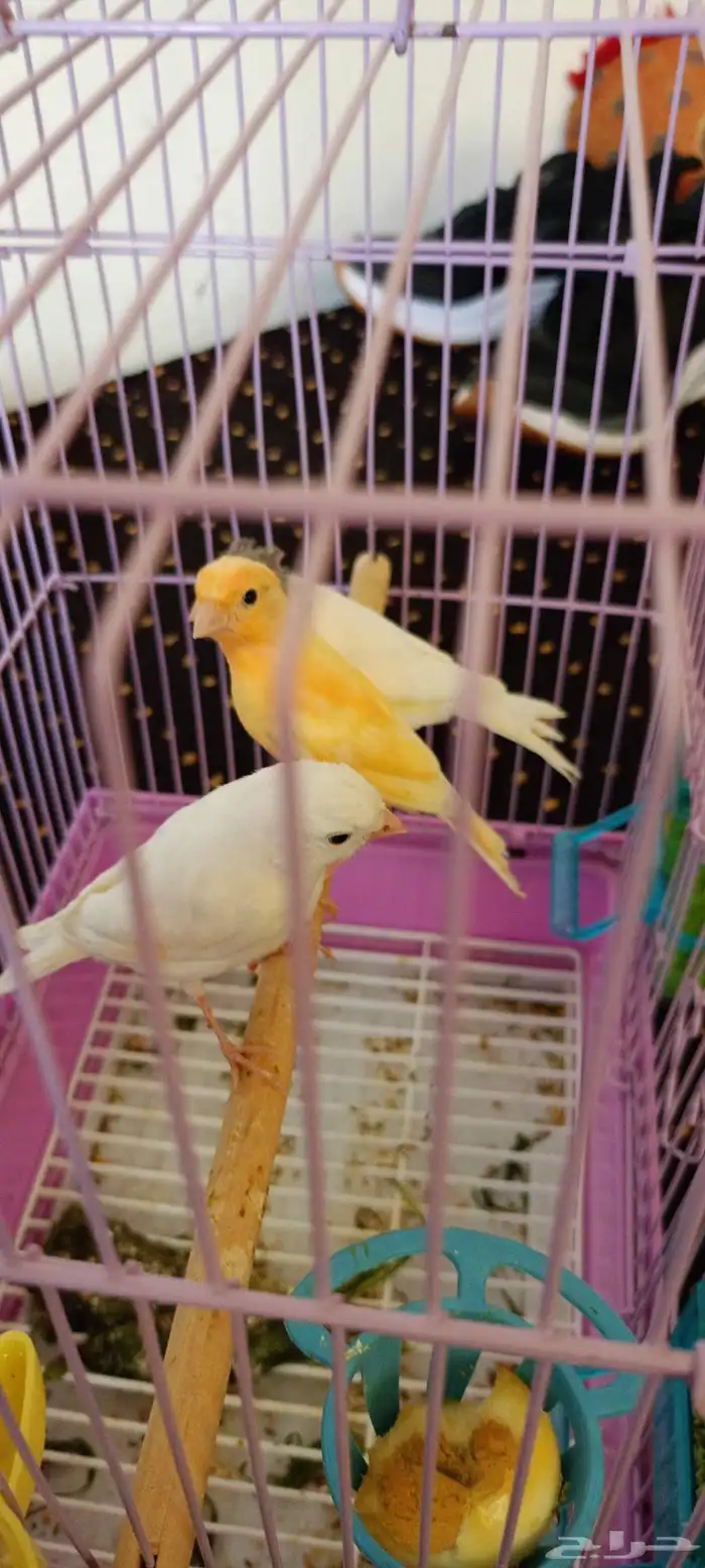 طبات كناري العدد ثلاثه واحد منها مطر بش 2