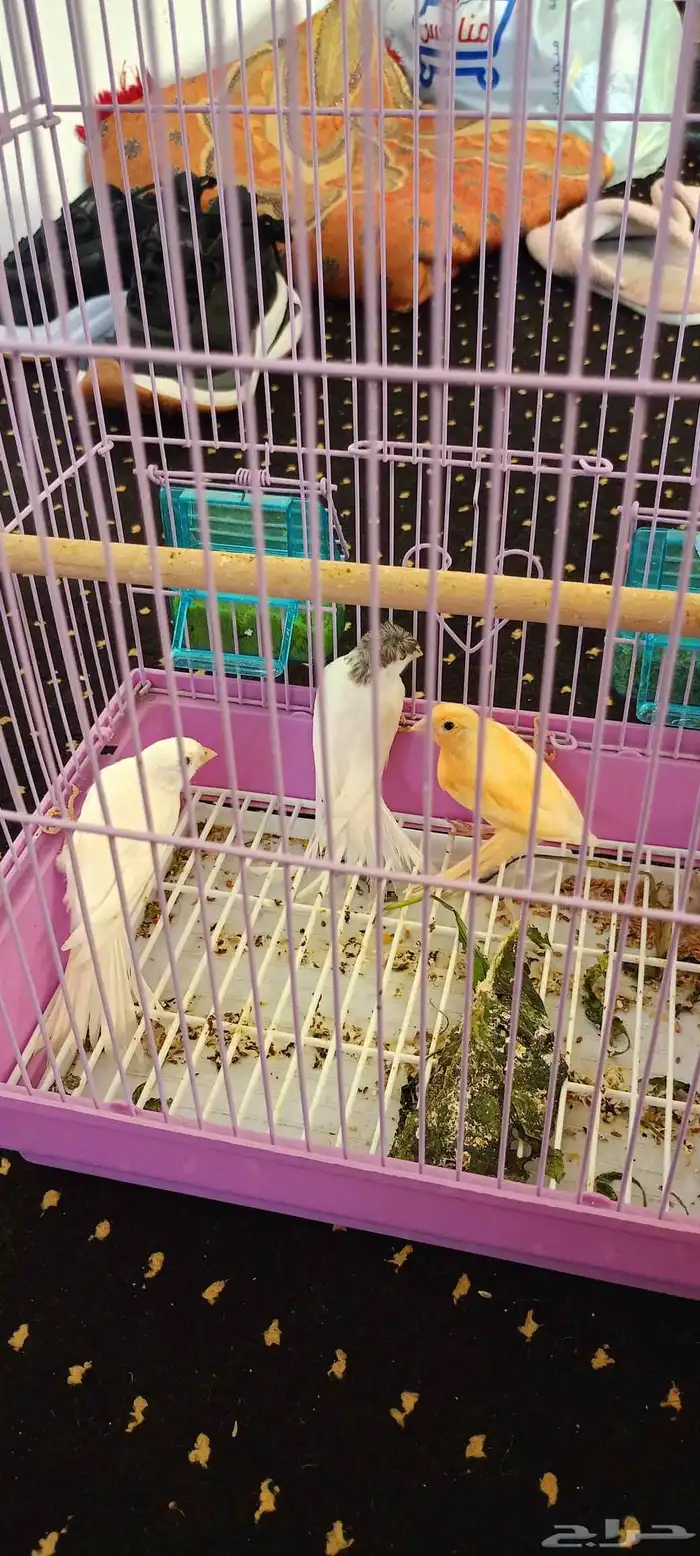 طبات كناري العدد ثلاثه واحد منها مطر بش 3