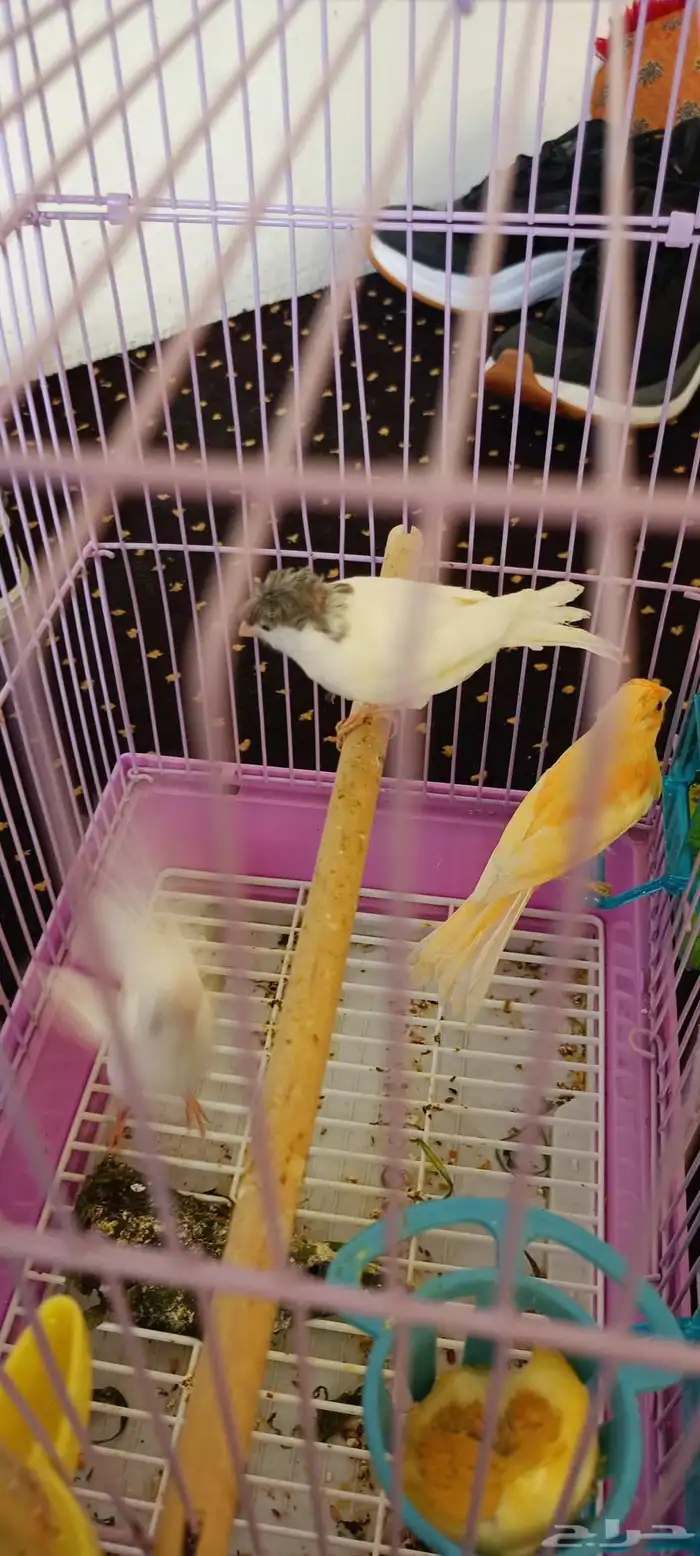 طبات كناري العدد ثلاثه واحد منها مطر بش 1