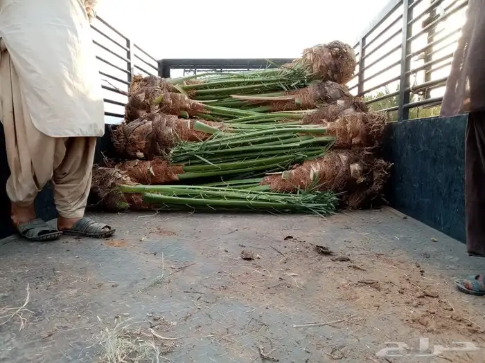 نخيل عربي فسائل نخل نخل عربي نقايل 52