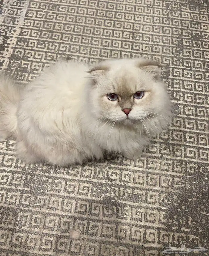 قط منزلي للبيع (سكوتش) 1