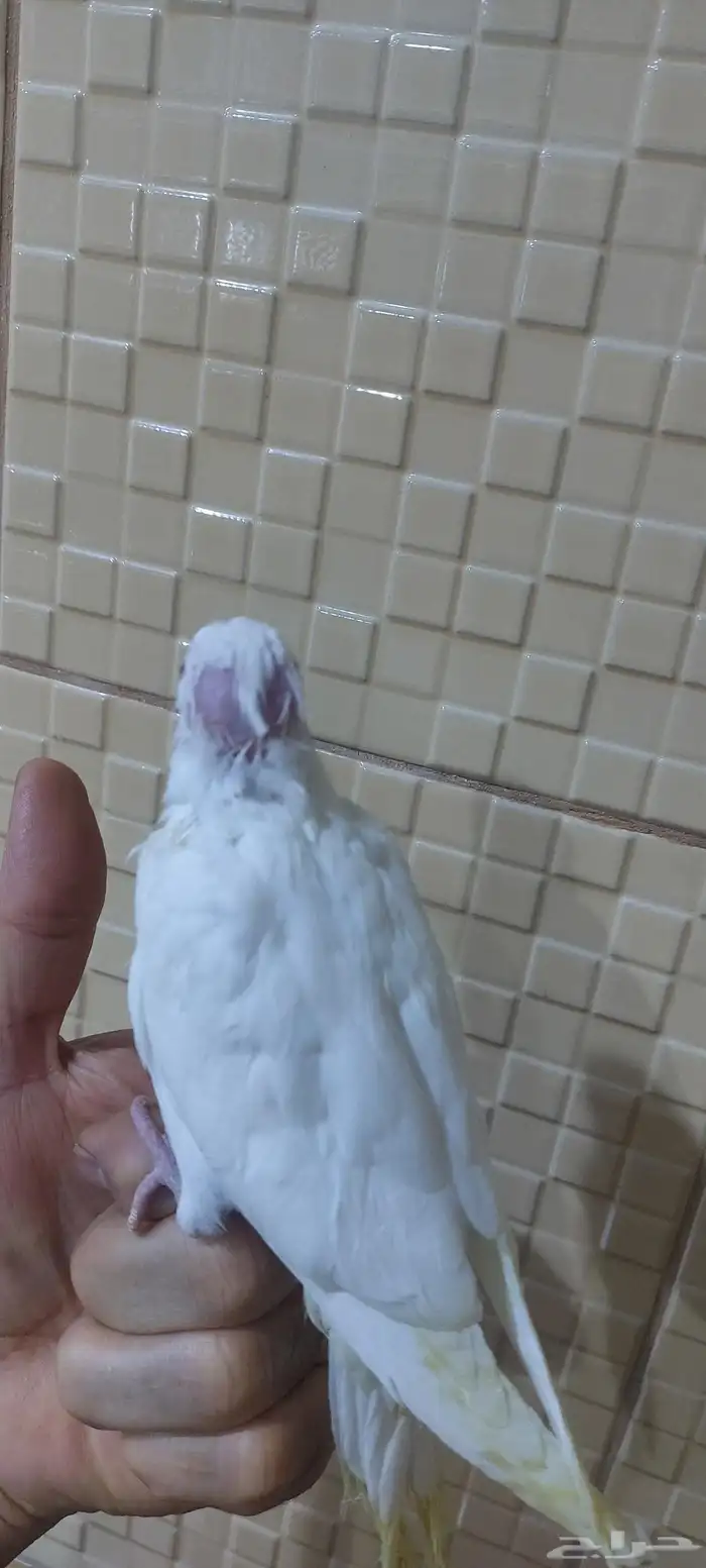 للبيع كيروان ابيض عين حمراء 3