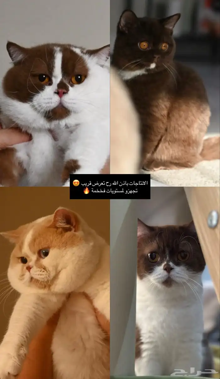 بريتش شورت هير تشوكلت 0