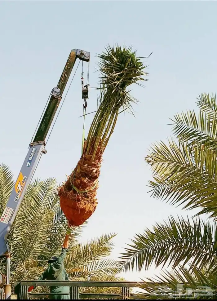 شبوك ونخيل 3