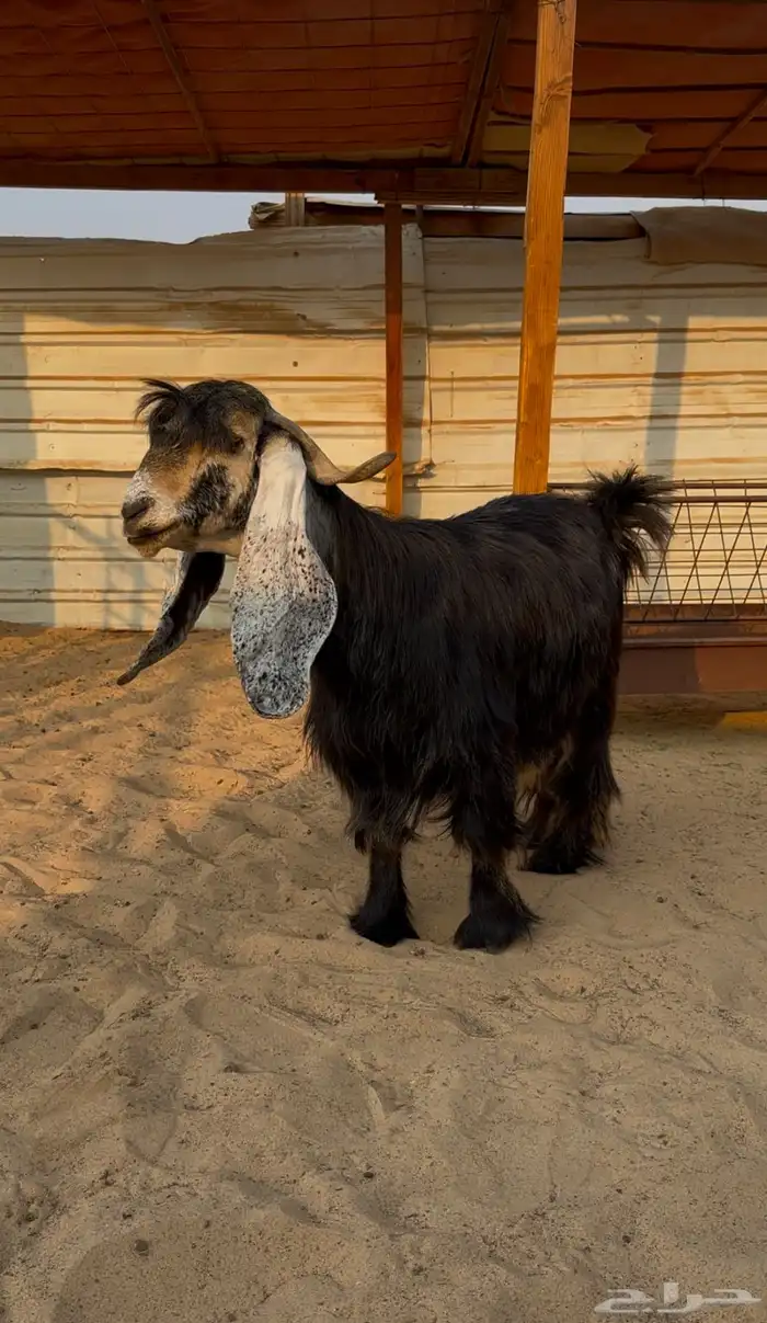 معزا عوارض عطر خصم 0