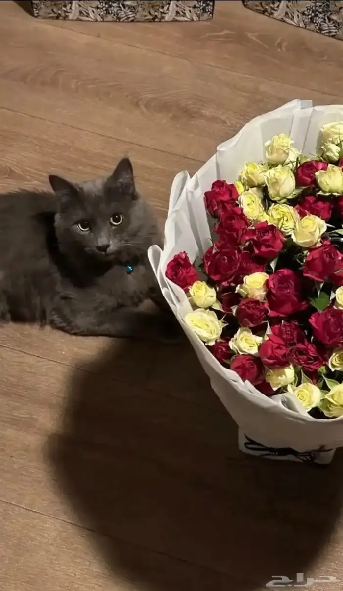 قط للتبني معه كرت تطعيماته 1