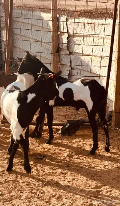 ذبايح جنوبيه زبده index