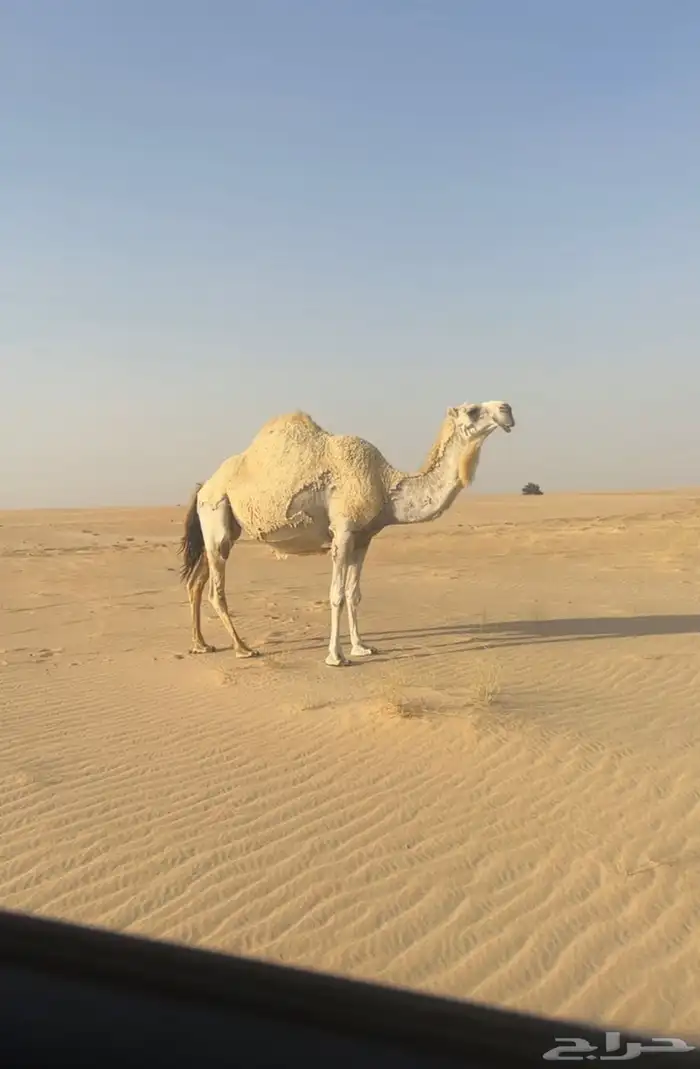 ناقه ضروبة للبيع 0