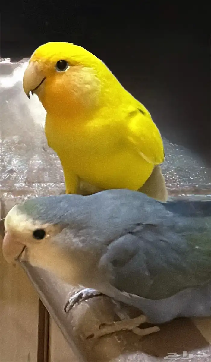 زوج طيور روز 0