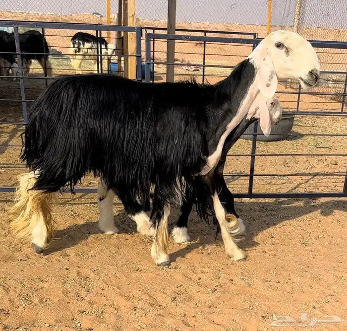 نجديه ثنيه تحتها طلي 1