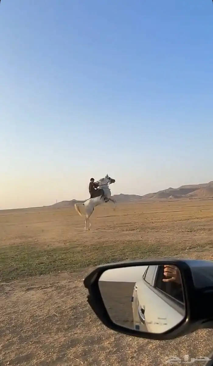 فرس من نوادر الشعبي 0