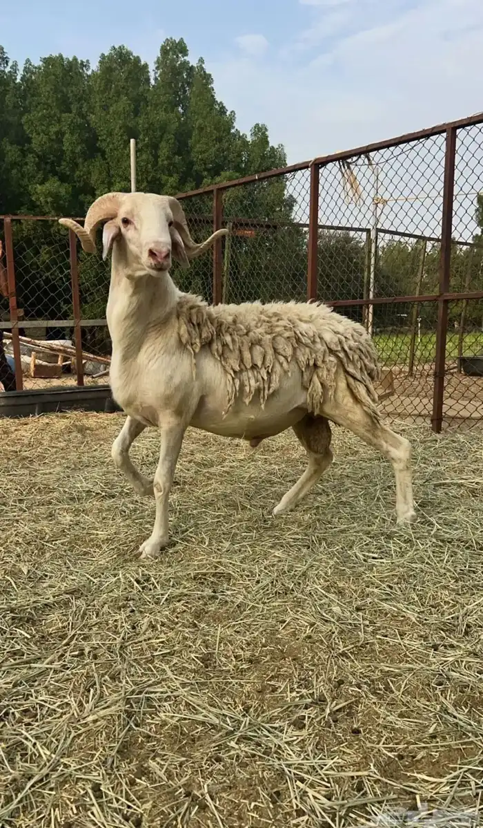 من نوادر الصردي 0