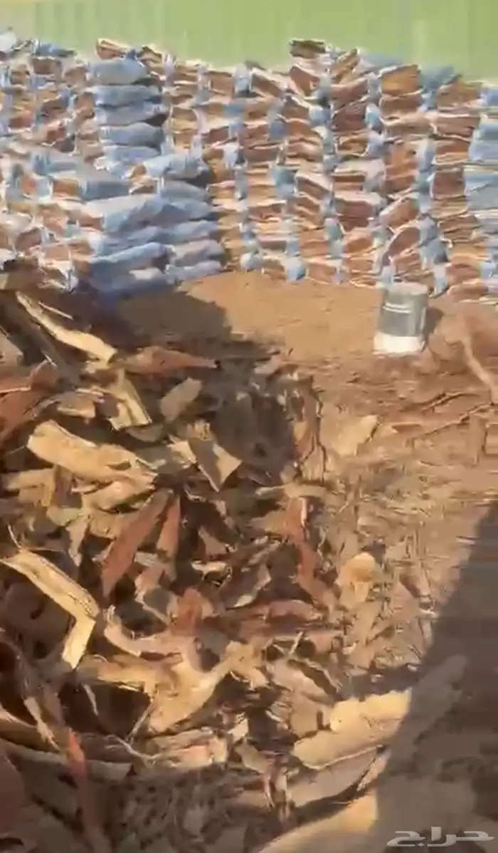 حطب مخيش الخيشه علا 60 شمل التوصيل في جميع منطق القصيم 2