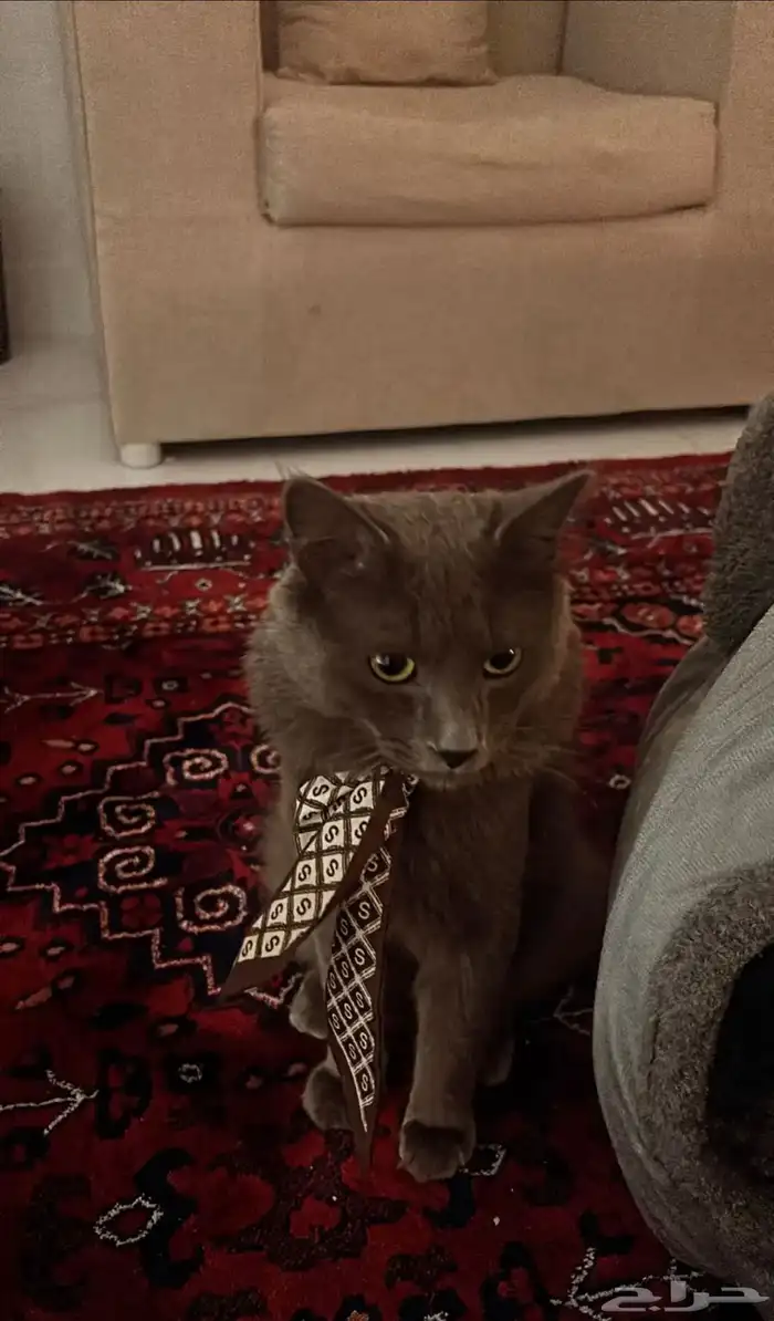 قط للتبني معه كرت تطعيماته 0