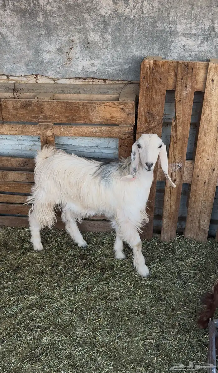 تيس وخمس اجفار 1