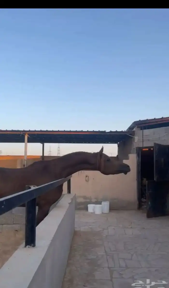 حصان اشقر شيخ 1