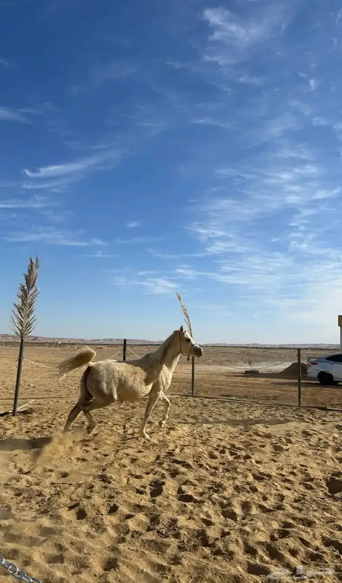 فرس من نوادر الشعبي 4