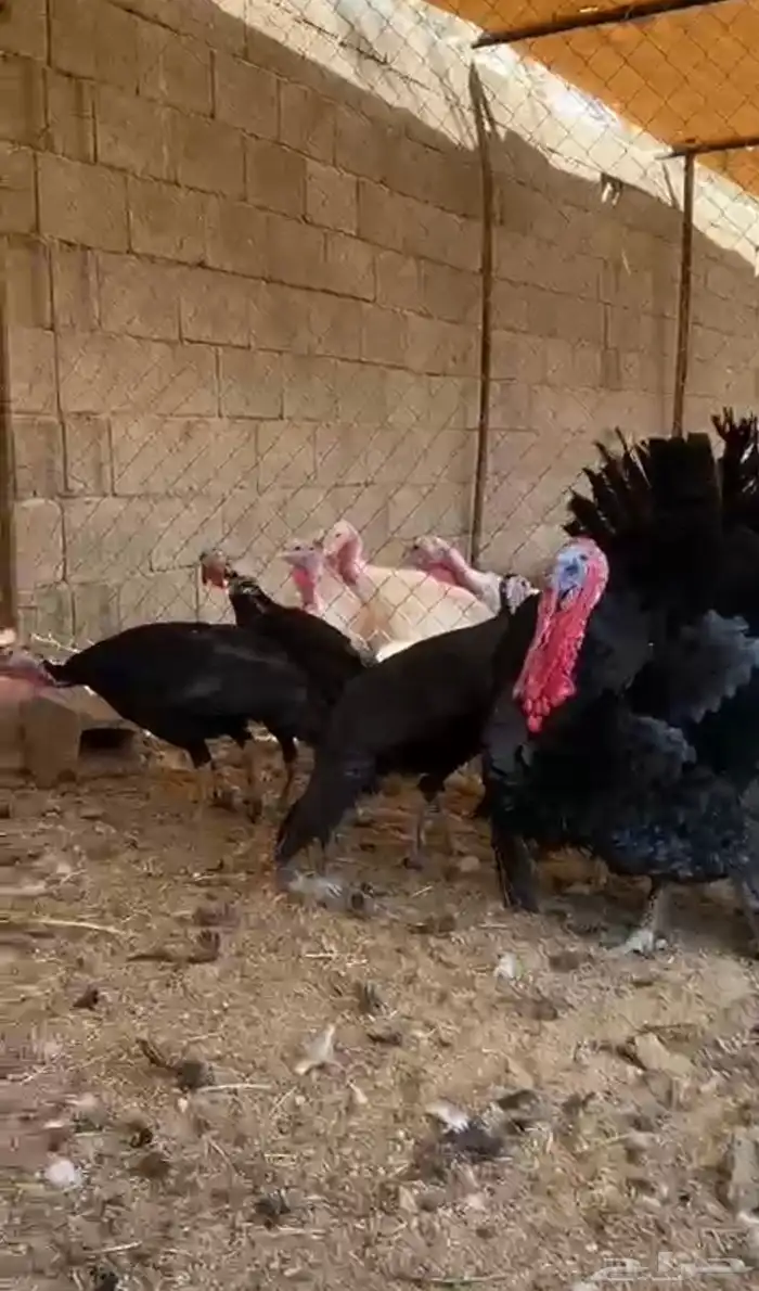 رومي امريكي نادر 2