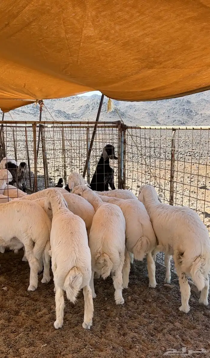 طليان جبرة 0