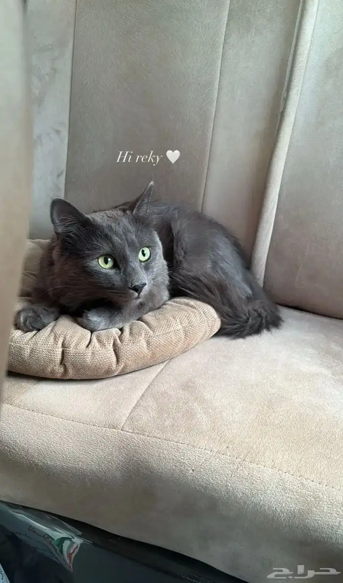 قط للتبني معه كرت تطعيماته 3