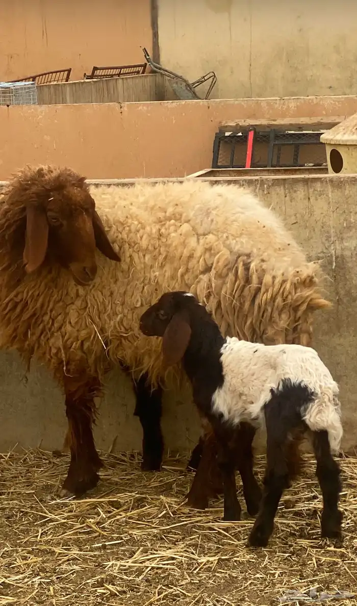 ثنيه اول ولده لها حدرها خاروف روم وديد سلم 1