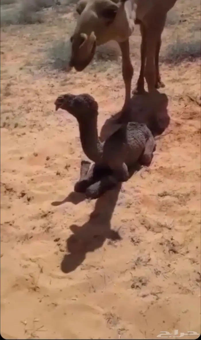 للبيع قعود اشعل على غرنوق منتج 12