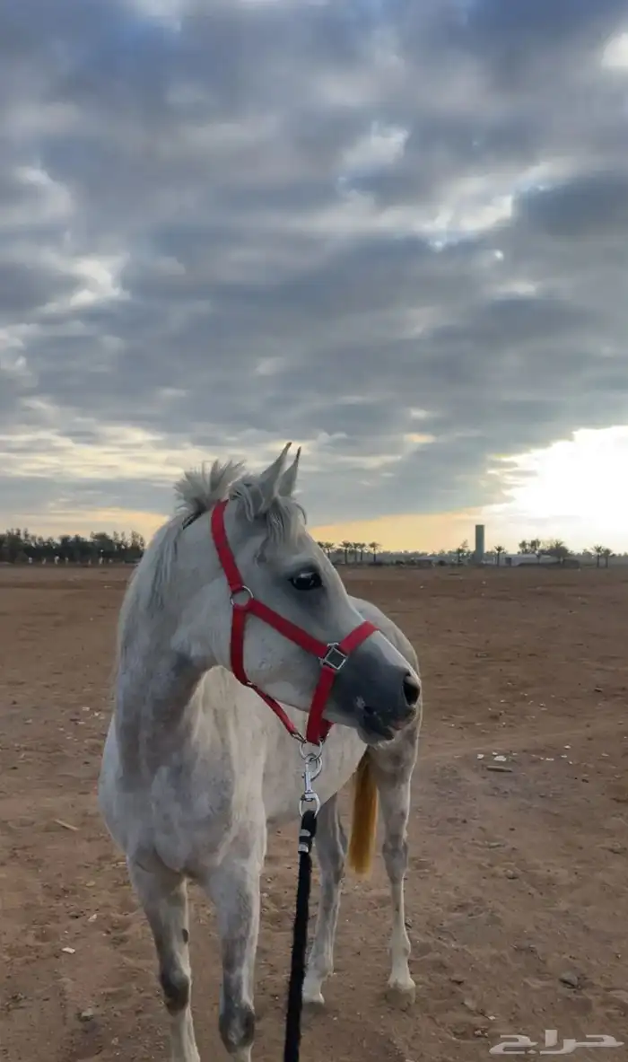 فرس من نوادر الشعبي 3