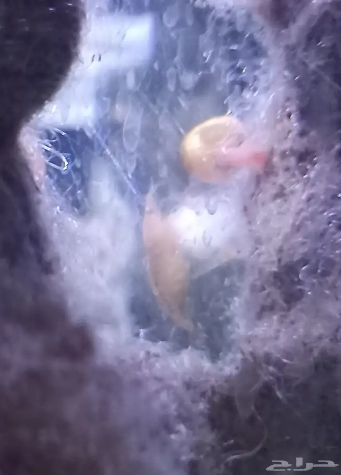 شرمب برتقالي للبيع Orange Shrimp 6