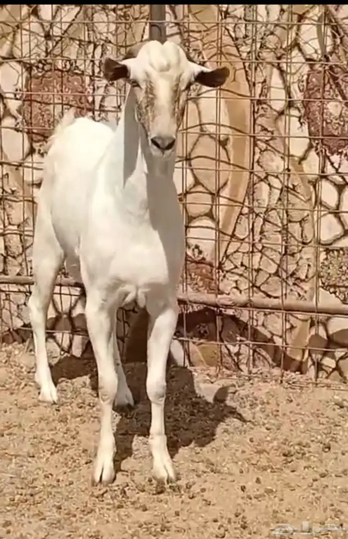 جنوب الطايف 0