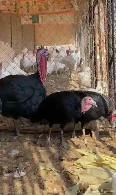 رومي امريكي نادر index