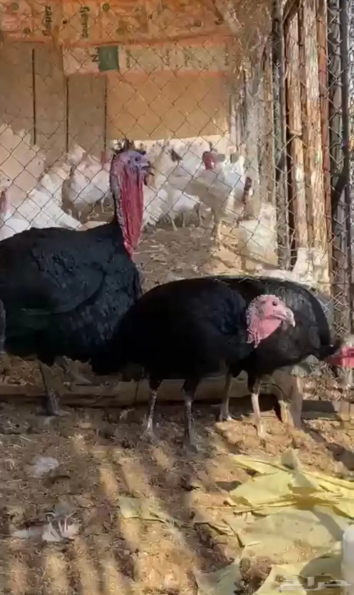 رومي امريكي نادر 1