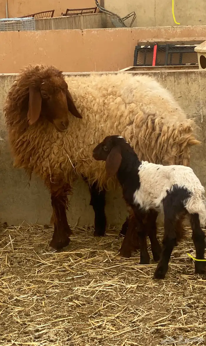 ثنيه اول ولده لها حدرها خاروف روم وديد سلم 0