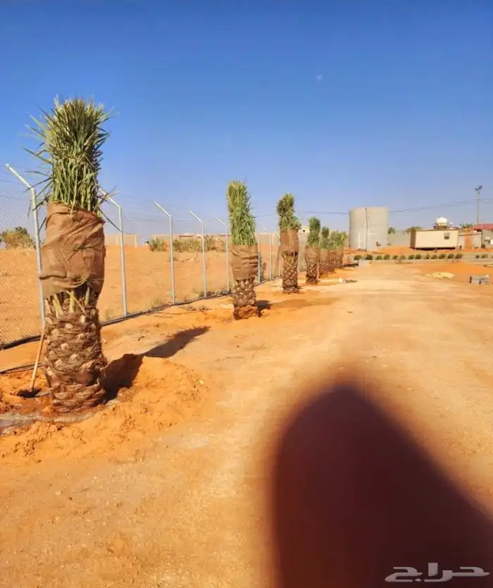 نخل مثمر نقايل جثايث واشنطني اخلاص سكري برحي صقعي شيشي هلالي 4