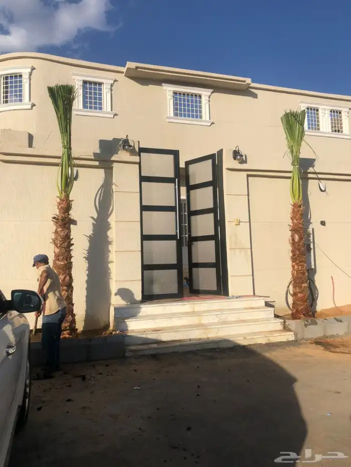 نخل امريكي واشنطني 4