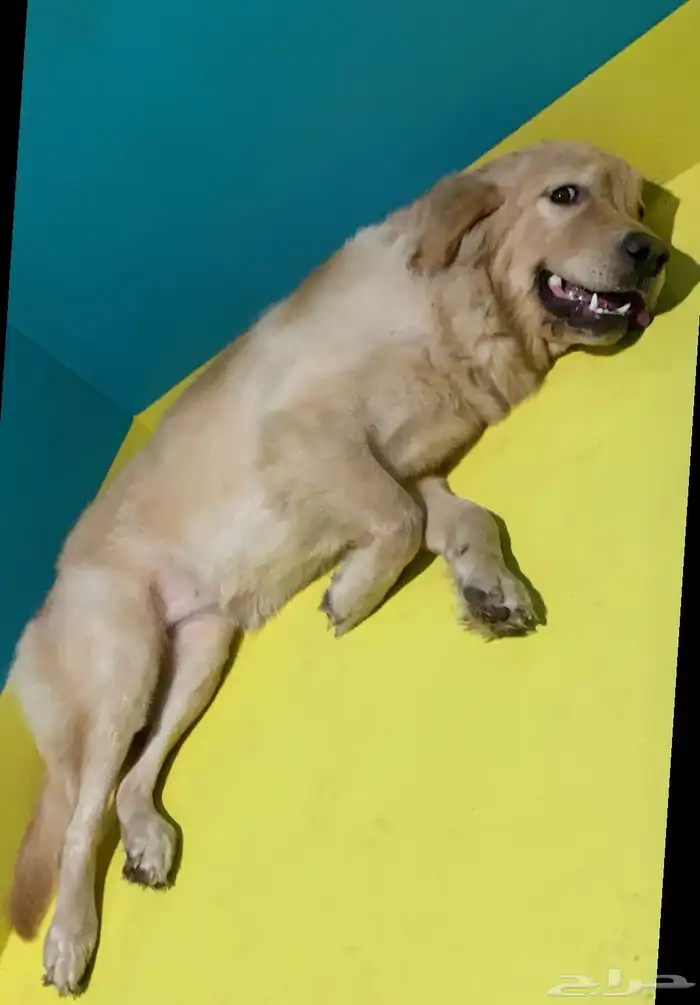 انثى جيرمن شيبرد . انثى جولدن ريتريفر كلب . 3