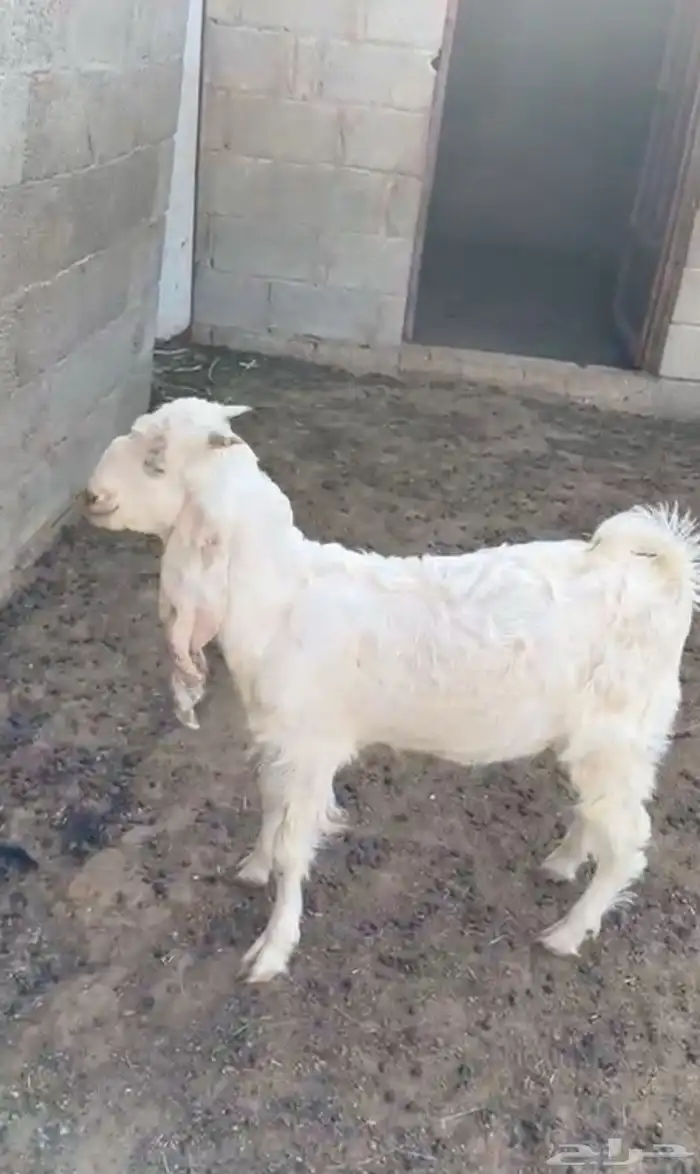 تيس العمر 3 شهور ونص 1