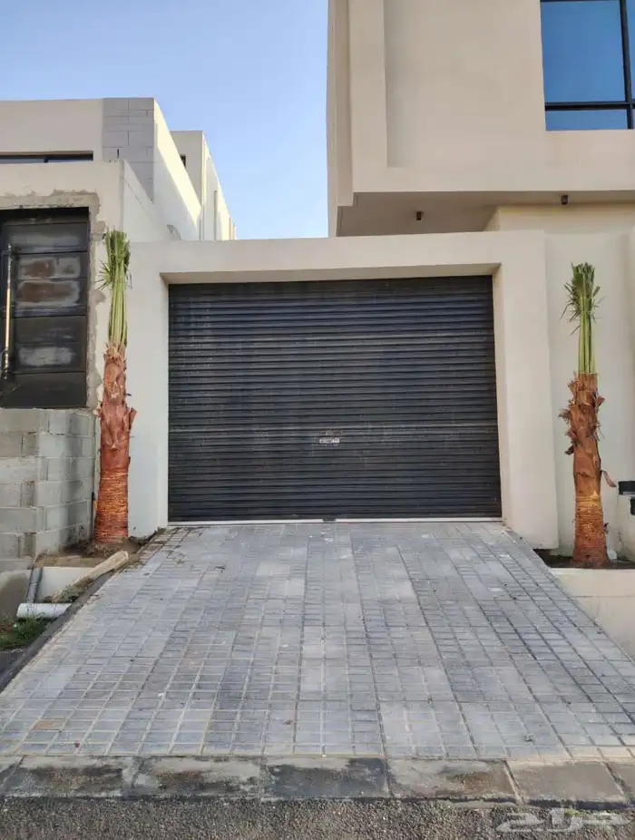 نخل امريكي واشنطني 7