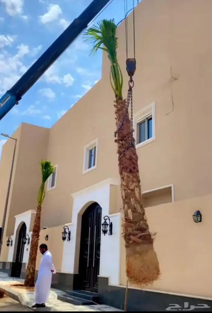 نخل امريكي واشنطني 2